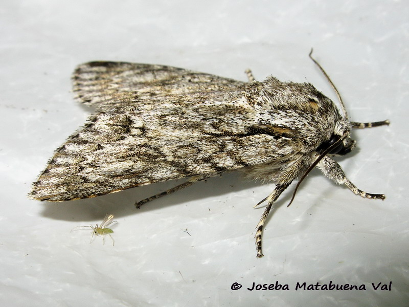 Acronicta aceris - Noctuidae